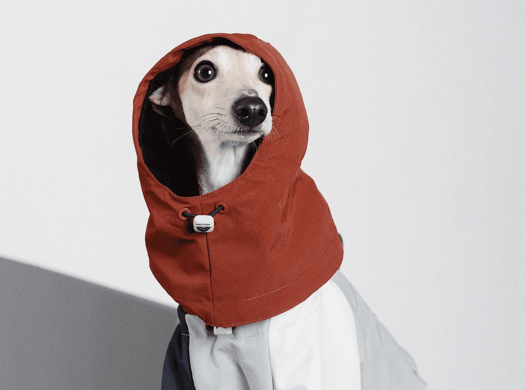 The Benefits of Dog Raincoats 🌧️ Does My Dog Need One? 2&4 PETS