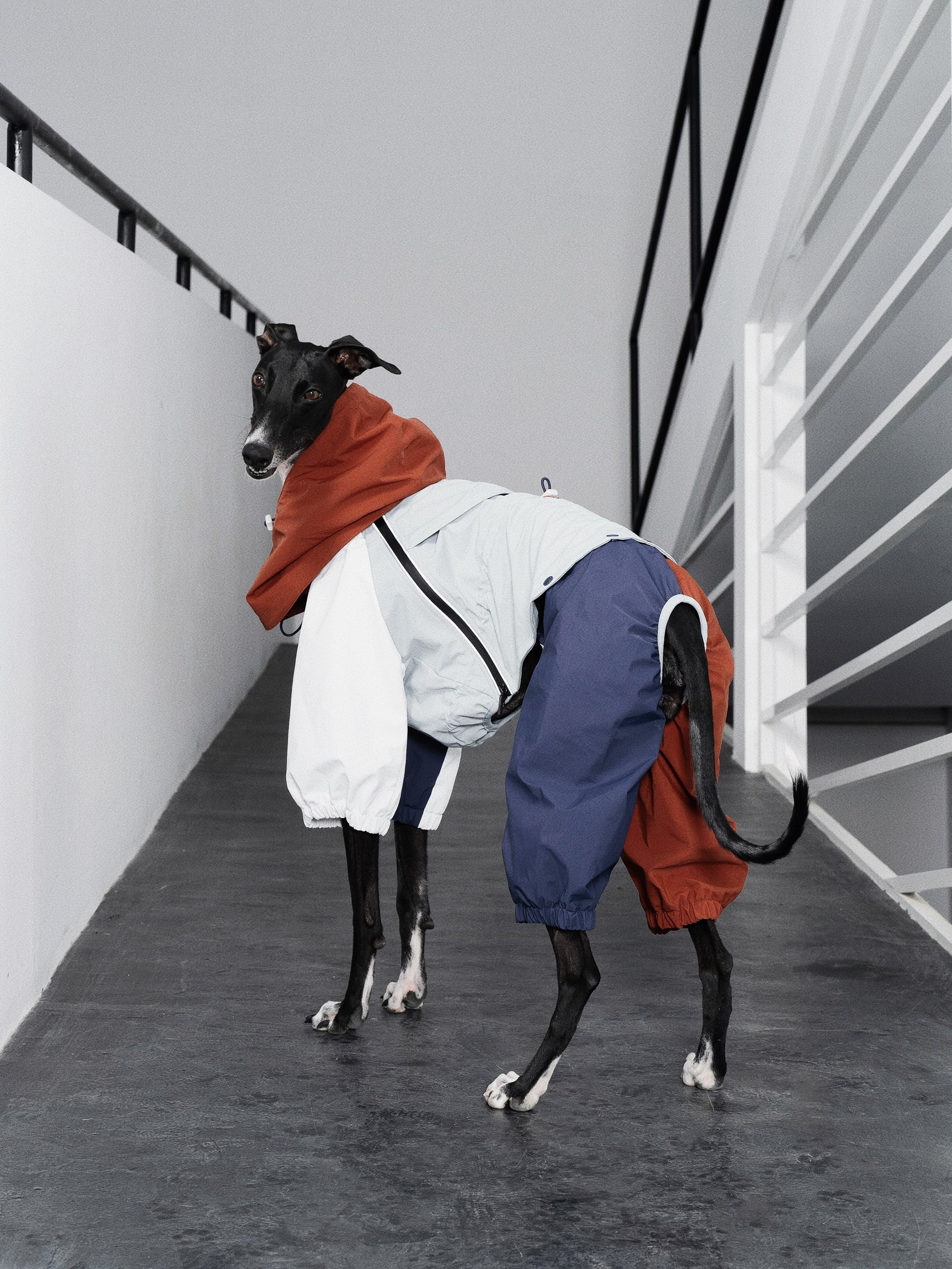 Do dogs hot sale need raincoats