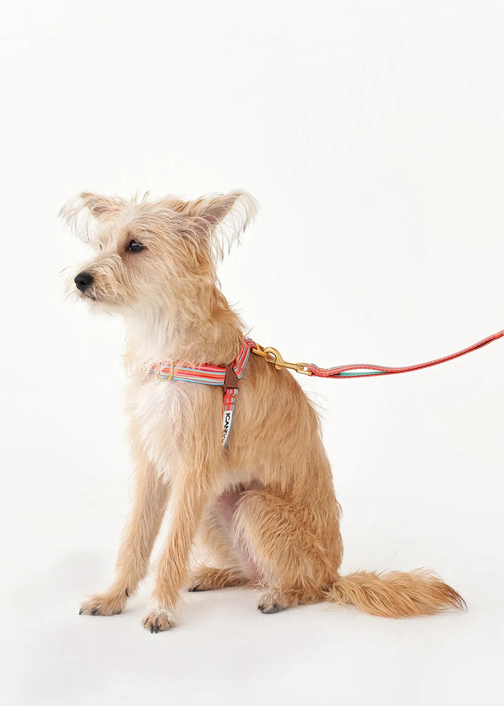 No-Pull Dog Harness - Lollipop - 2&4 PETS
