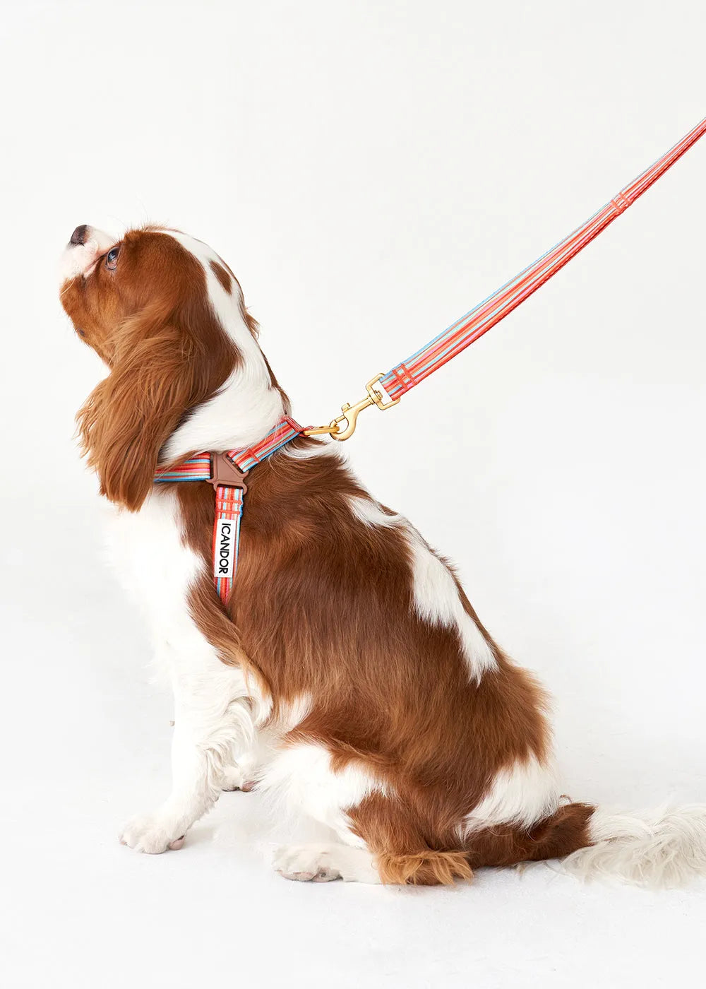 No-Pull Dog Harness - Lollipop - 2&4 PETS