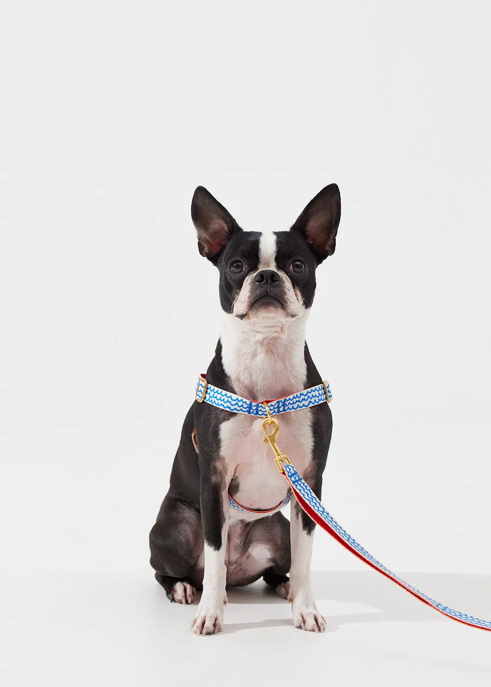 No-Pull Dog Harness - Surfrider - 2&4 PETS