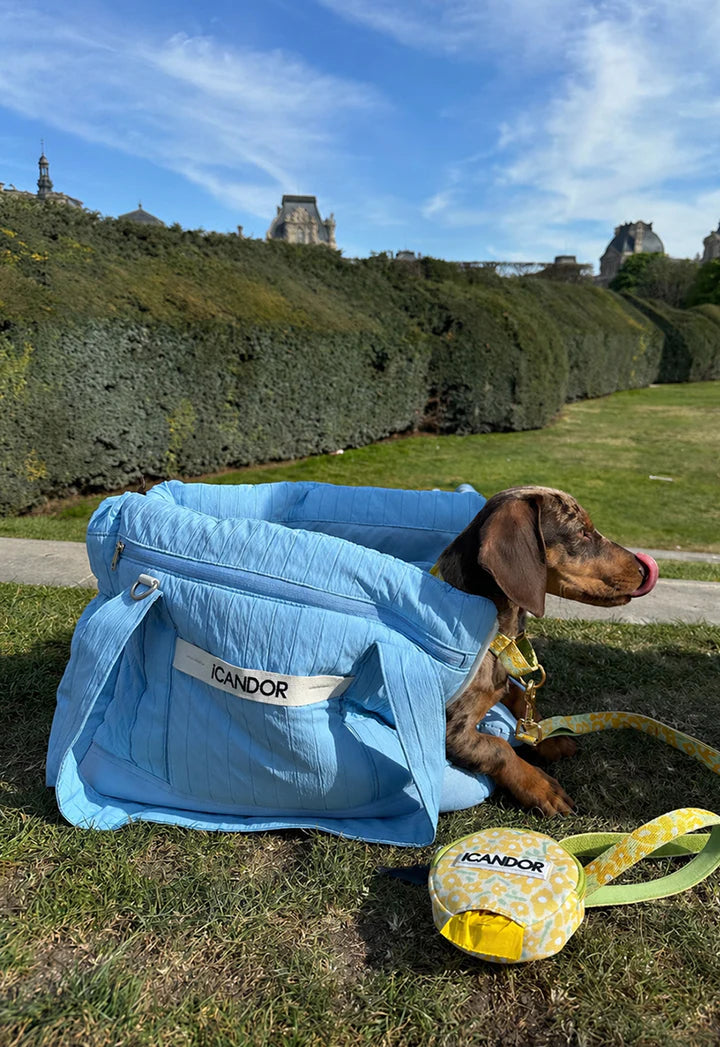 Dachshund in blue ICANDOR pet carrier with matching leash, enjoying outdoor park setting