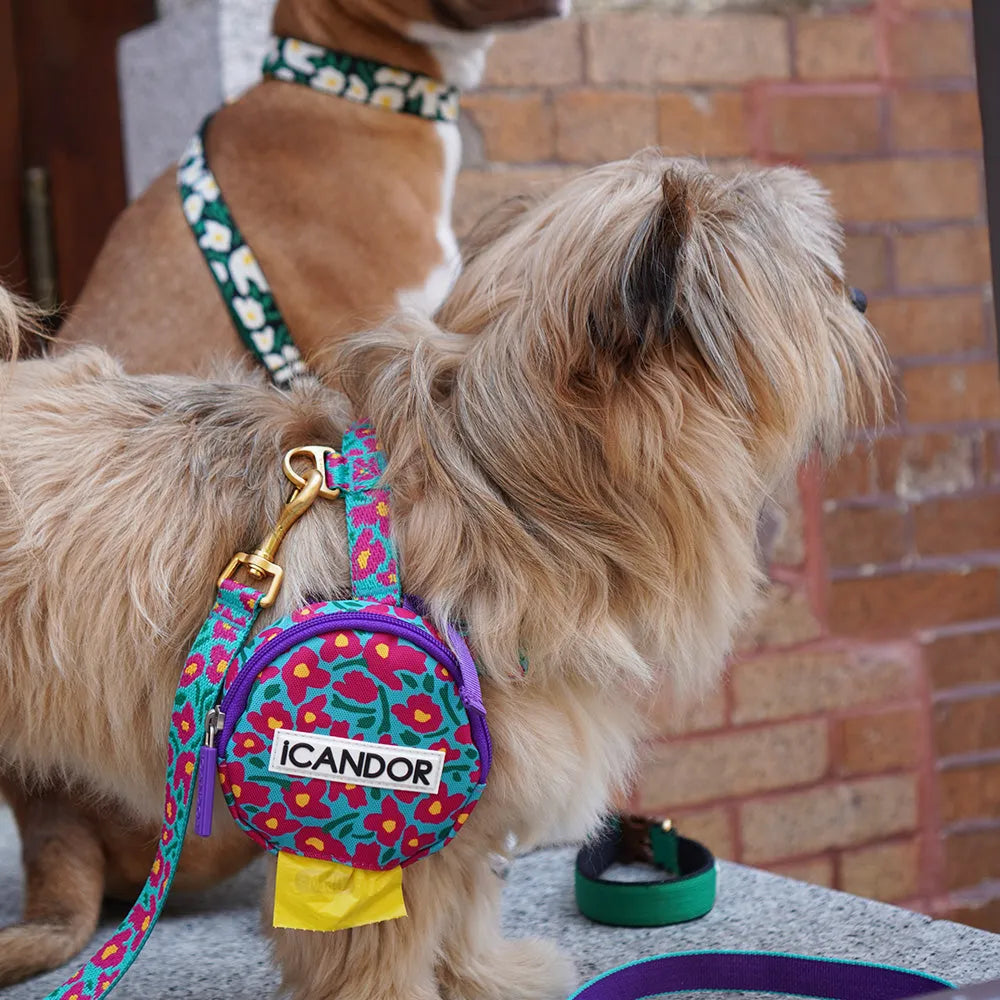 No-Pull Dog Harness - Big Fish Mint - 2&4 PETS