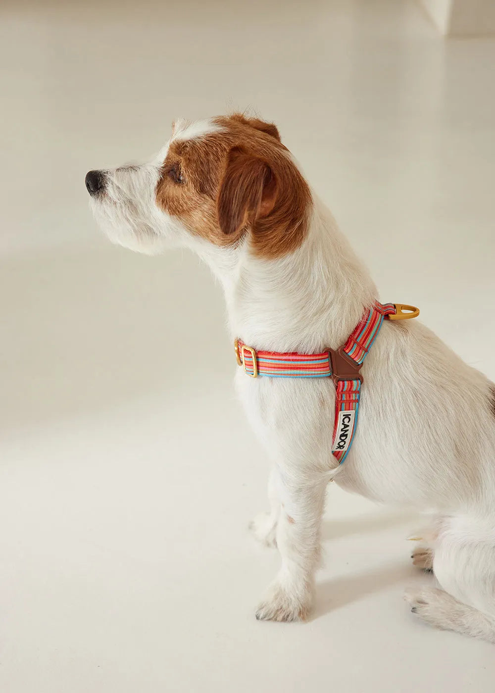 No-Pull Dog Harness - Lollipop - 2&4 PETS