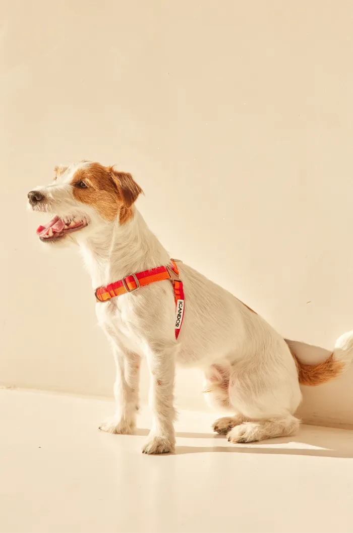 No-Pull Dog Harness - Sunset - 2&4 PETS