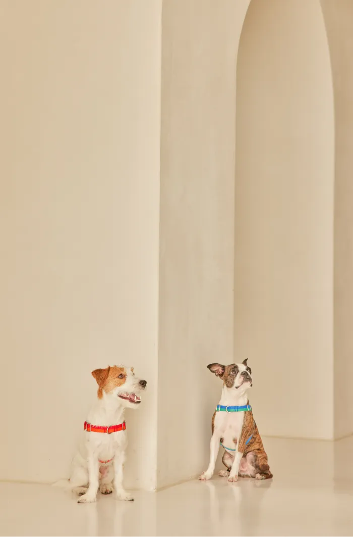 No-Pull Dog Harness - Sunset - 2&4 PETS