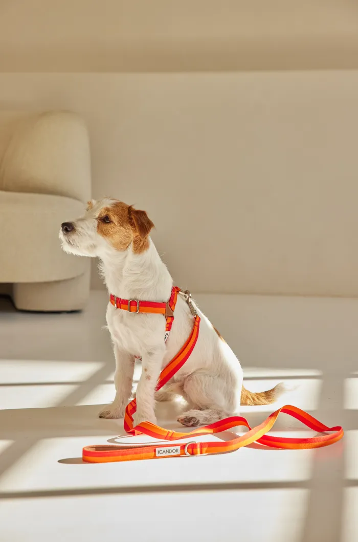No-Pull Dog Harness - Sunset - 2&4 PETS
