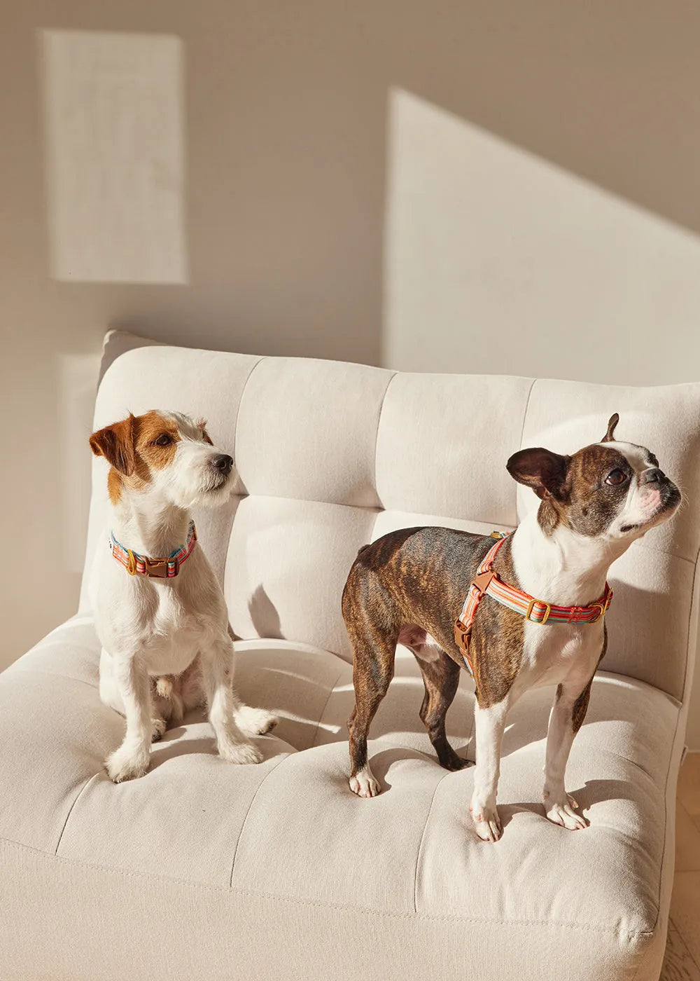 No-Pull Dog Harness - Lollipop - 2&4 PETS