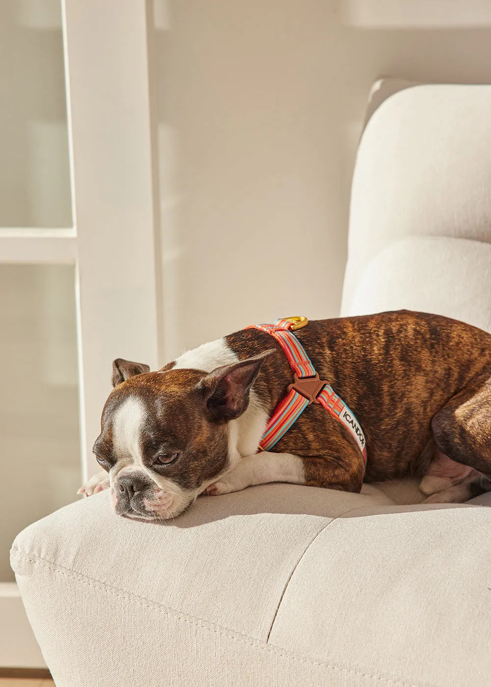 No-Pull Dog Harness - Lollipop - 2&4 PETS
