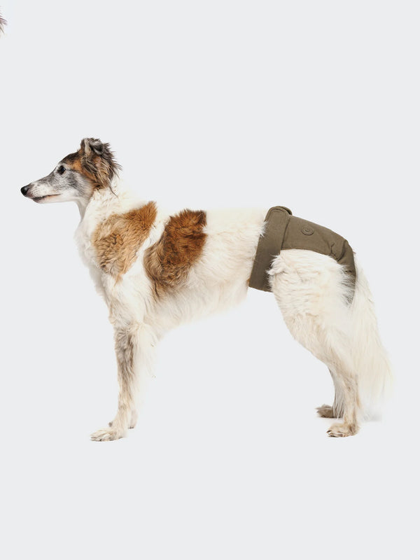 Reusable Dog Heat Panties | Olive
