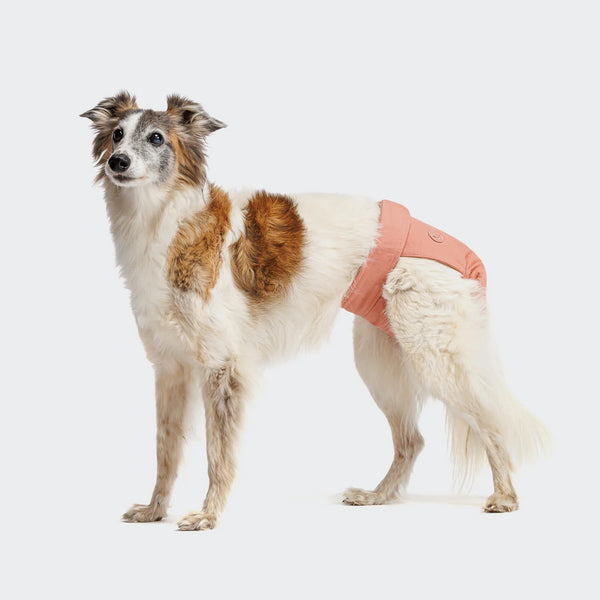 Reusable Dog Heat Panties | Rose