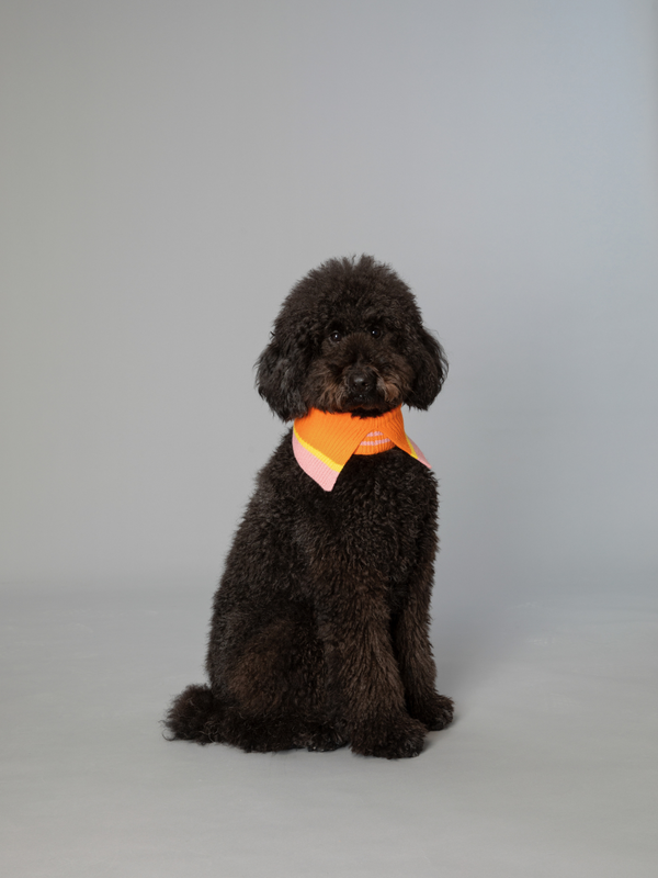 ColorHeal | Wool Knit Retro Fashion Collar