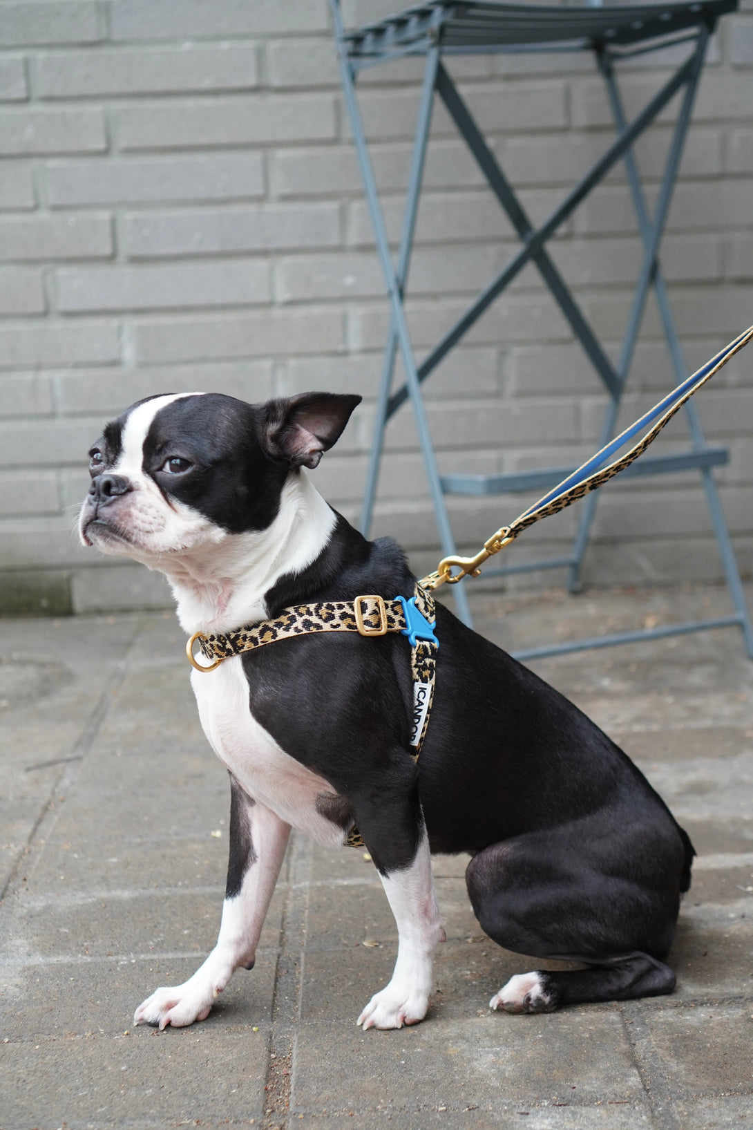 No-Pull Dog Harness - Leopard - 2&4 PETS