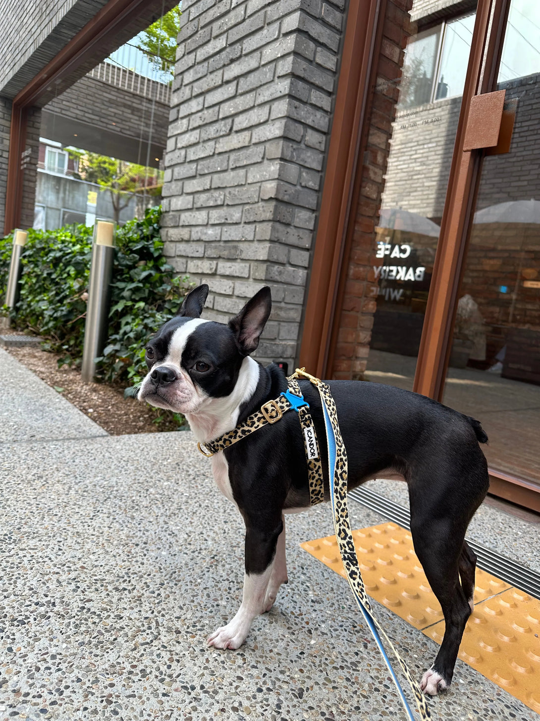 No-Pull Dog Harness - Leopard - 2&4 PETS
