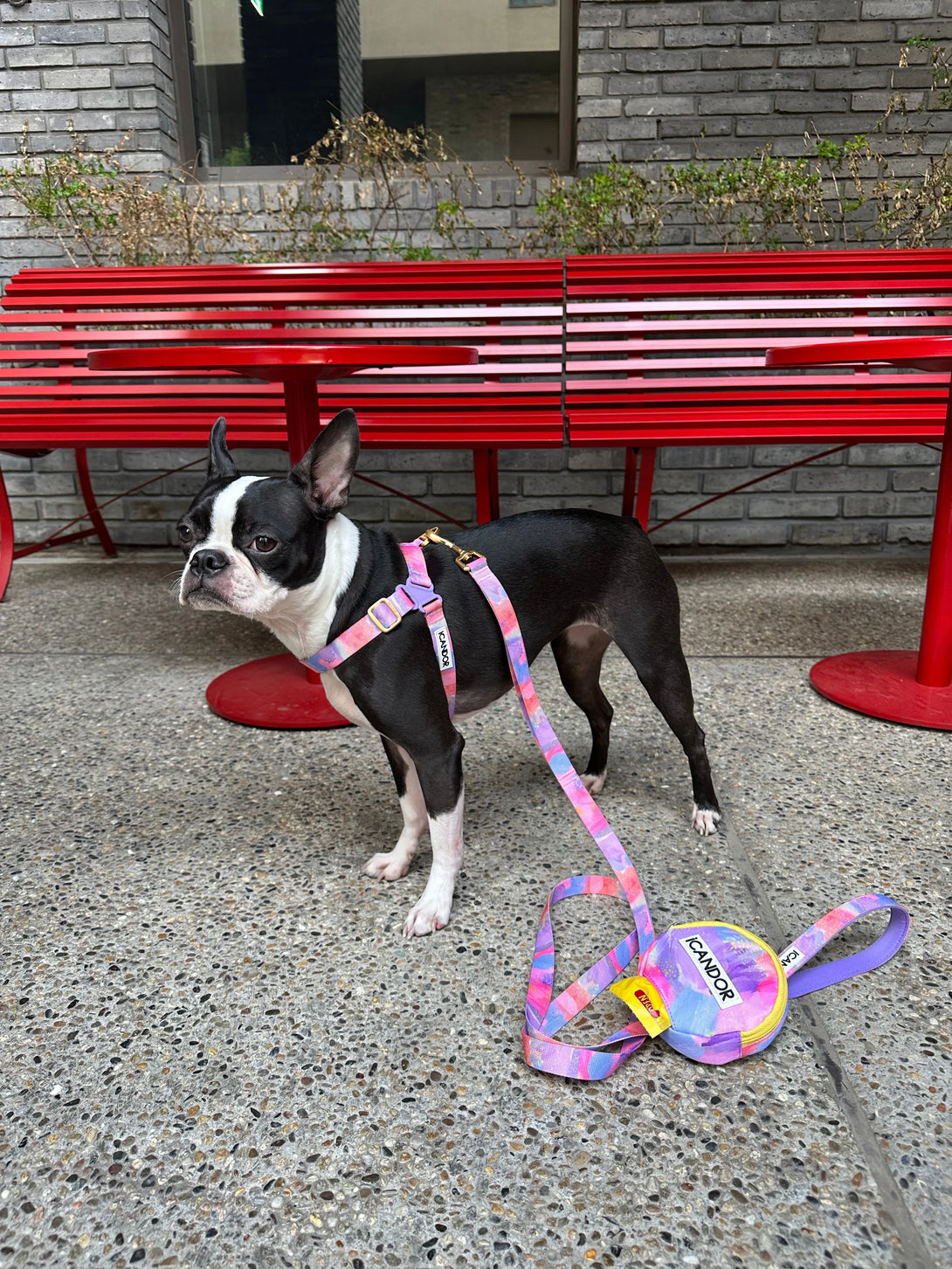 No-Pull Dog Harness - Milky Way - 2&4 PETS