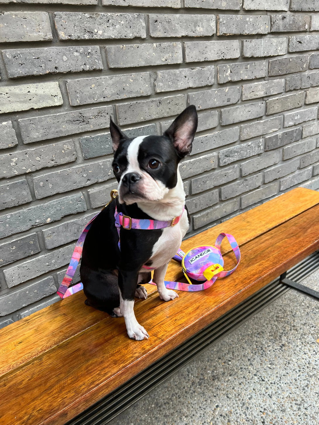 No-Pull Dog Harness - Milky Way - 2&4 PETS