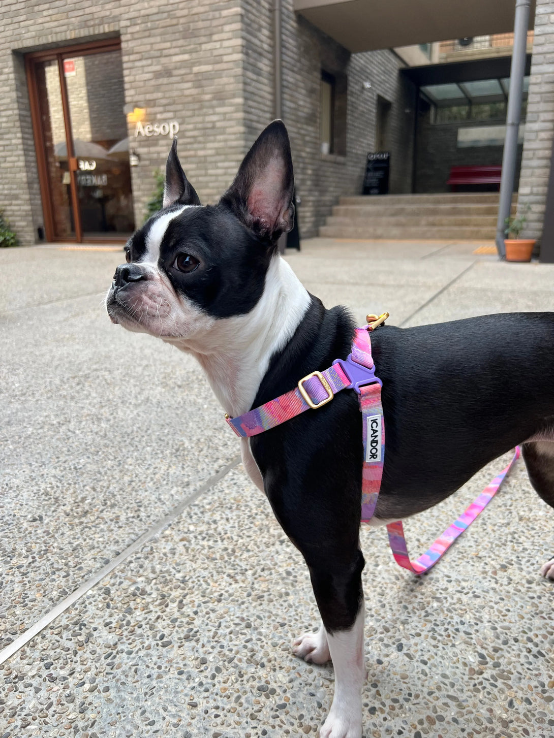No-Pull Dog Harness - Milky Way - 2&4 PETS
