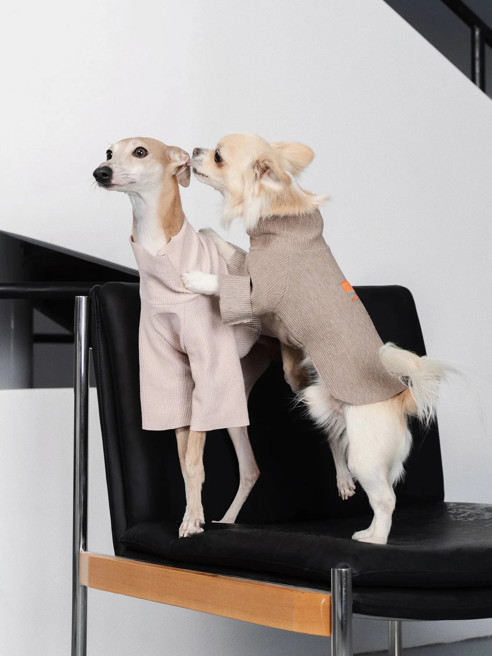 Double-sided Cuttable Dog Pullover - 2&4 PETS