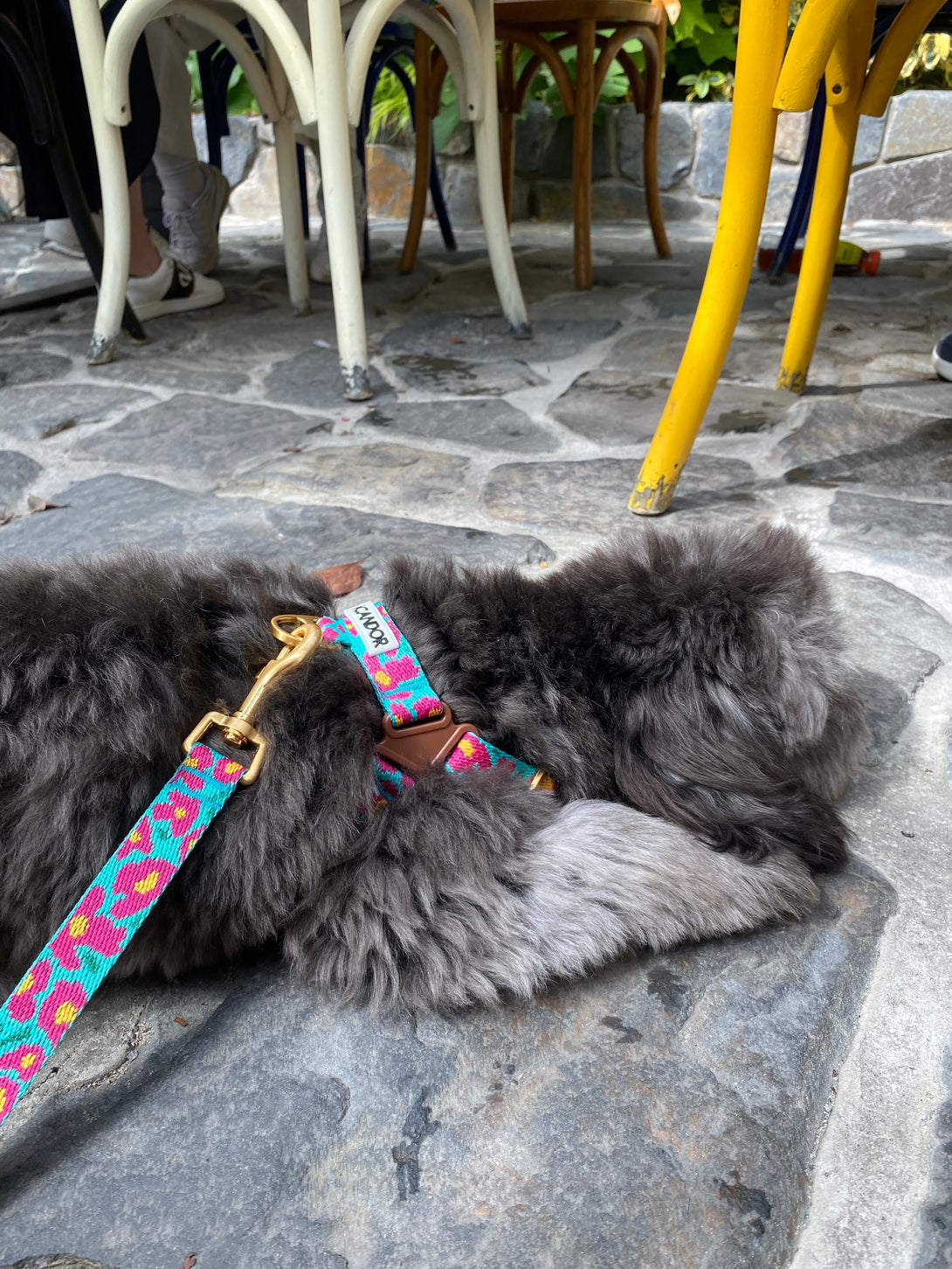 No-Pull Dog Harness - Big Fish Mint - 2&4 PETS