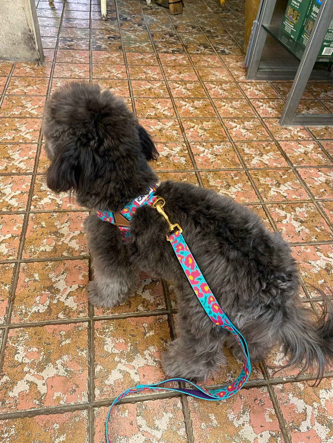 No-Pull Dog Harness - Big Fish Mint - 2&4 PETS