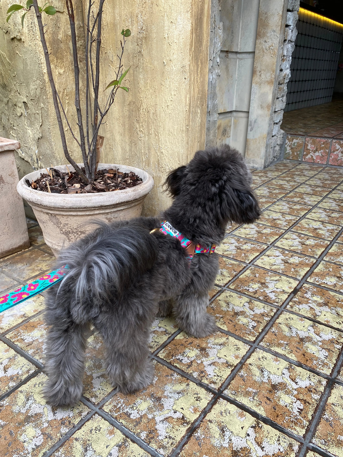 No-Pull Dog Harness - Big Fish Mint - 2&4 PETS