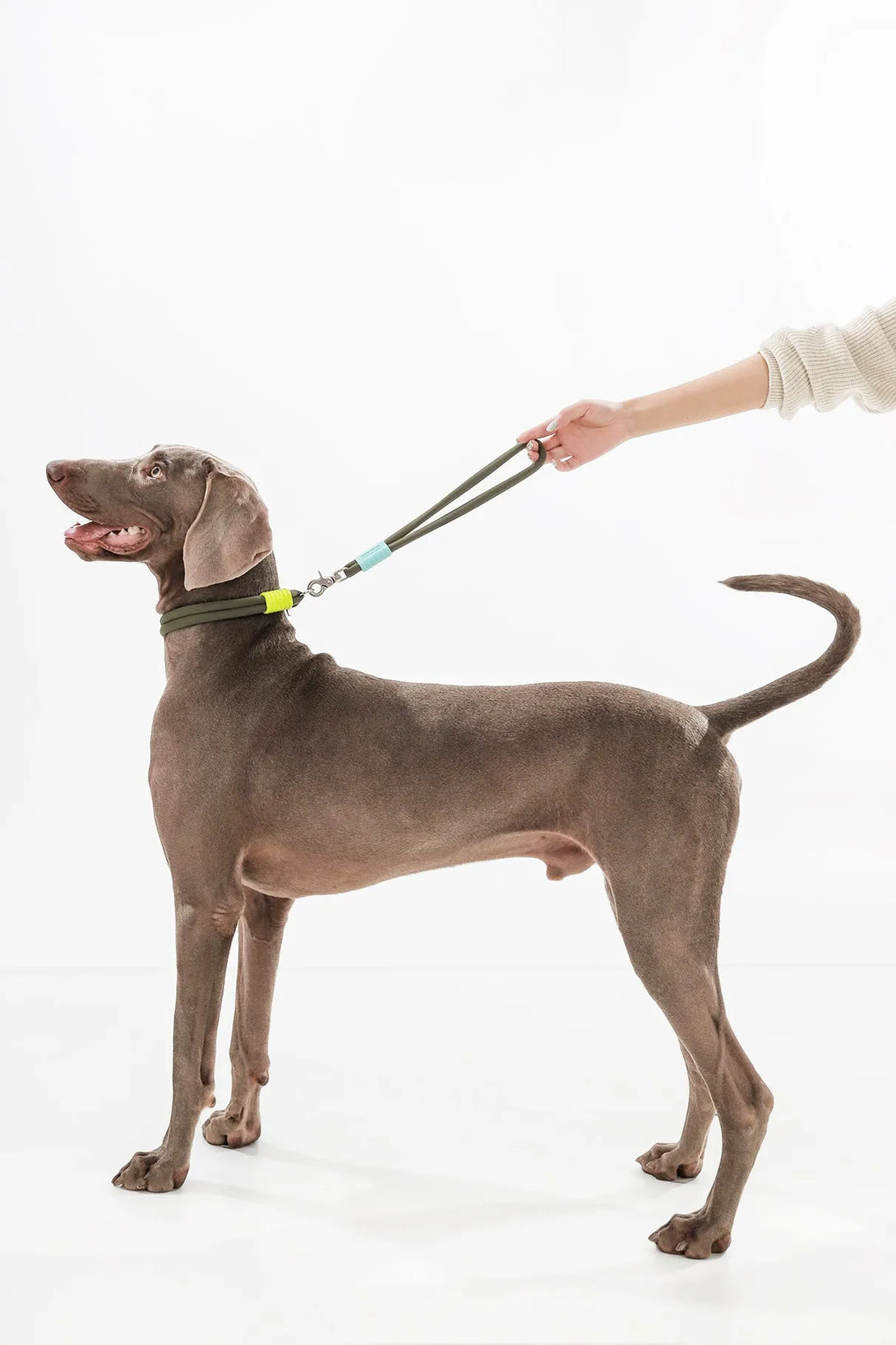 Marshmallow Short Dog Leash