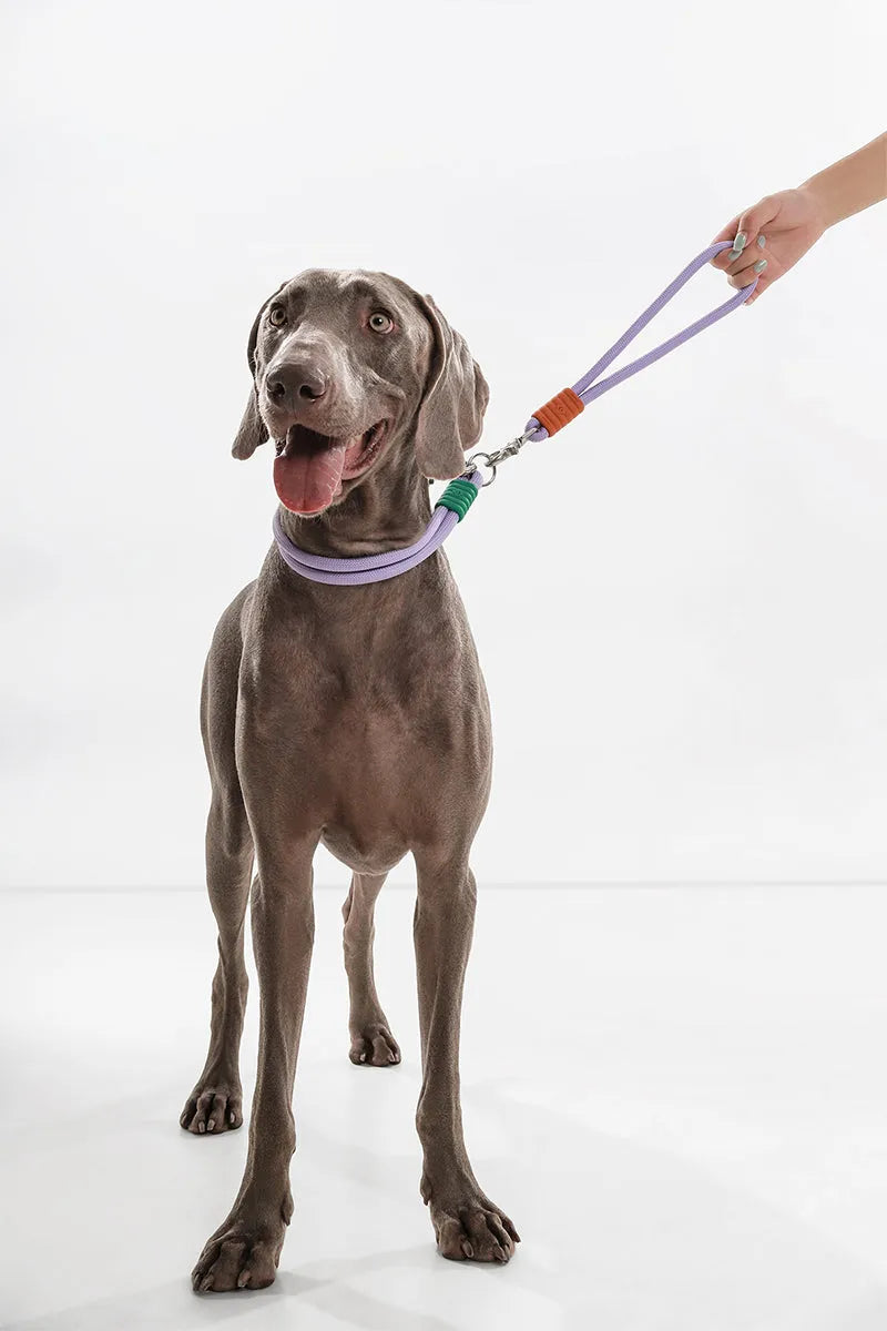 Marshmallow Short Dog Leash