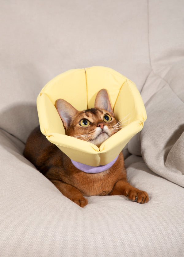 Recovery Cone | Padded & Wipe-Clean Shell
