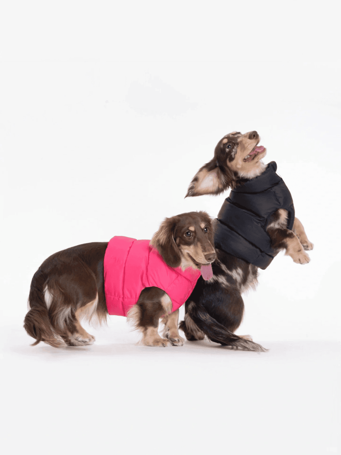 Adjustable Puffer Dog Vest - 2&4 PETS