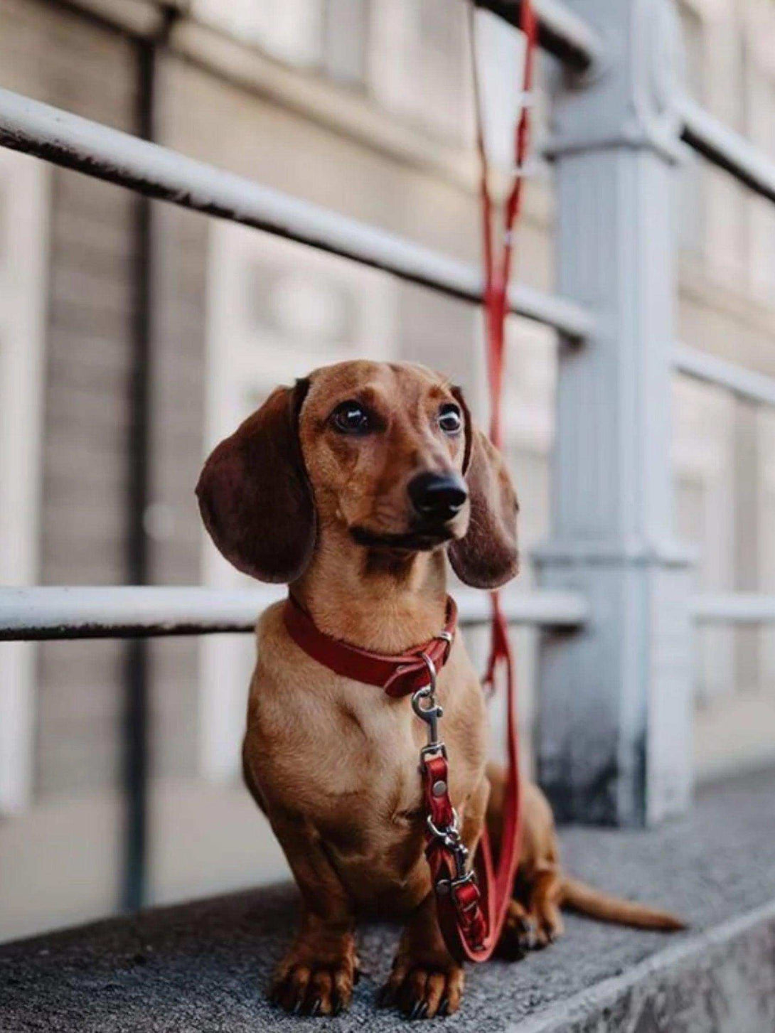 [CHILI RED] BUTTER LEATHER ADJUSTABLE DOG LEASH - 2&4 PETS