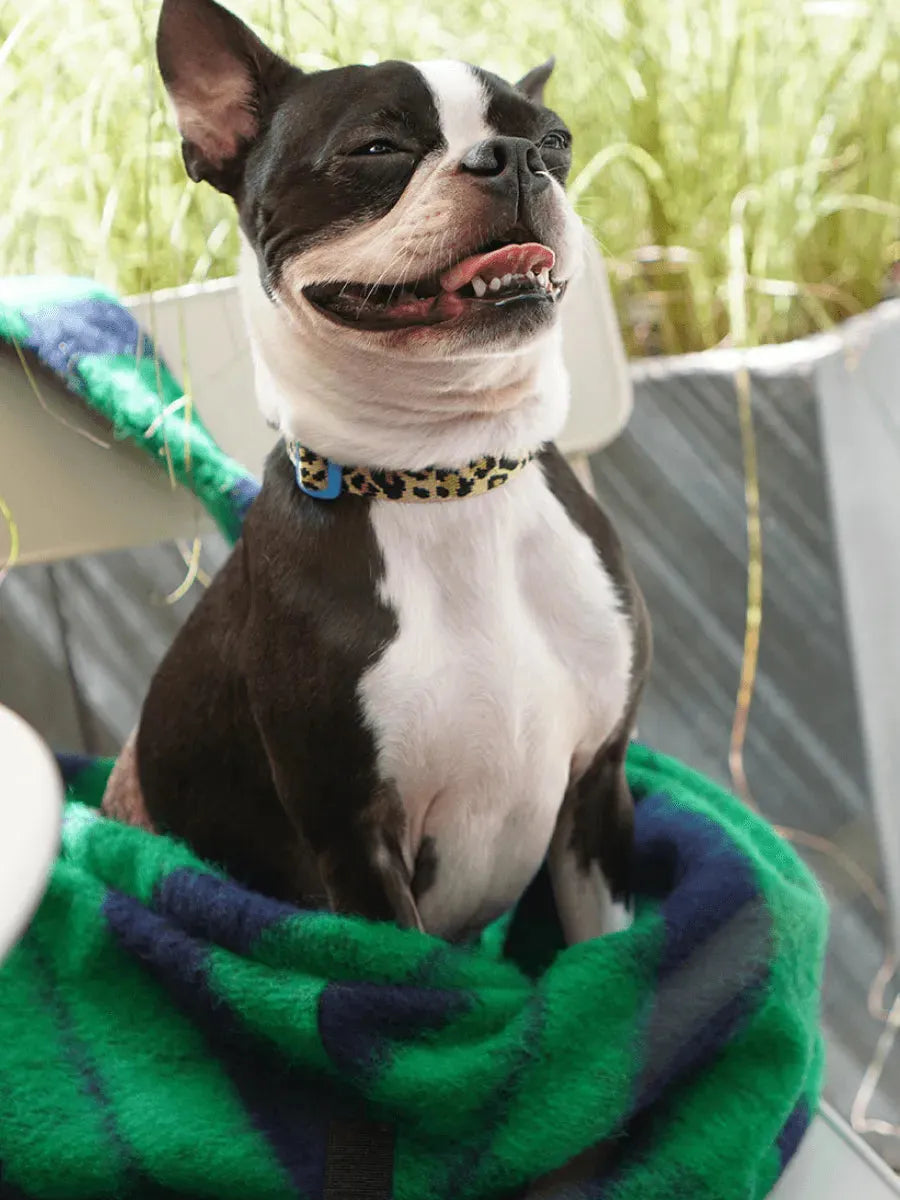 Dumpling Bag | Pet Carrier | Holiday Edition - 2&4 PETS