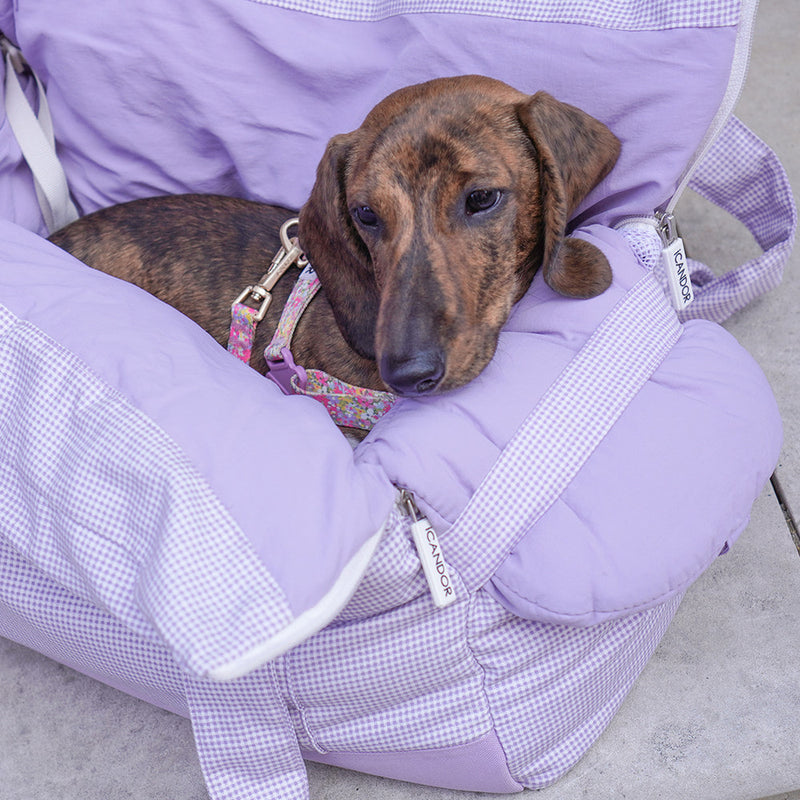 Brindle dachshund in floral harness resting in purple pet carrier with gingham trim