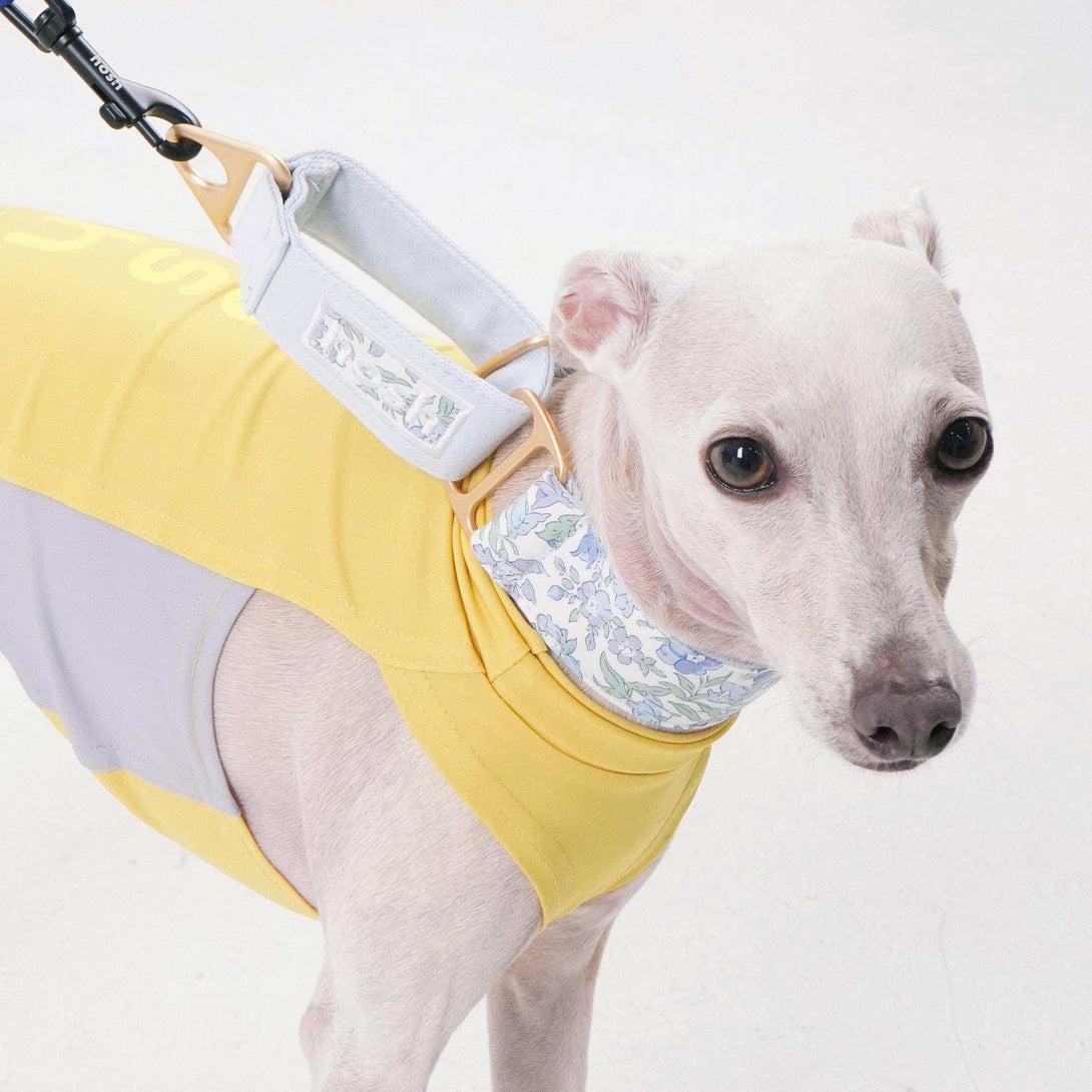 Flower Print Collar | Blue - 2&4 PETS