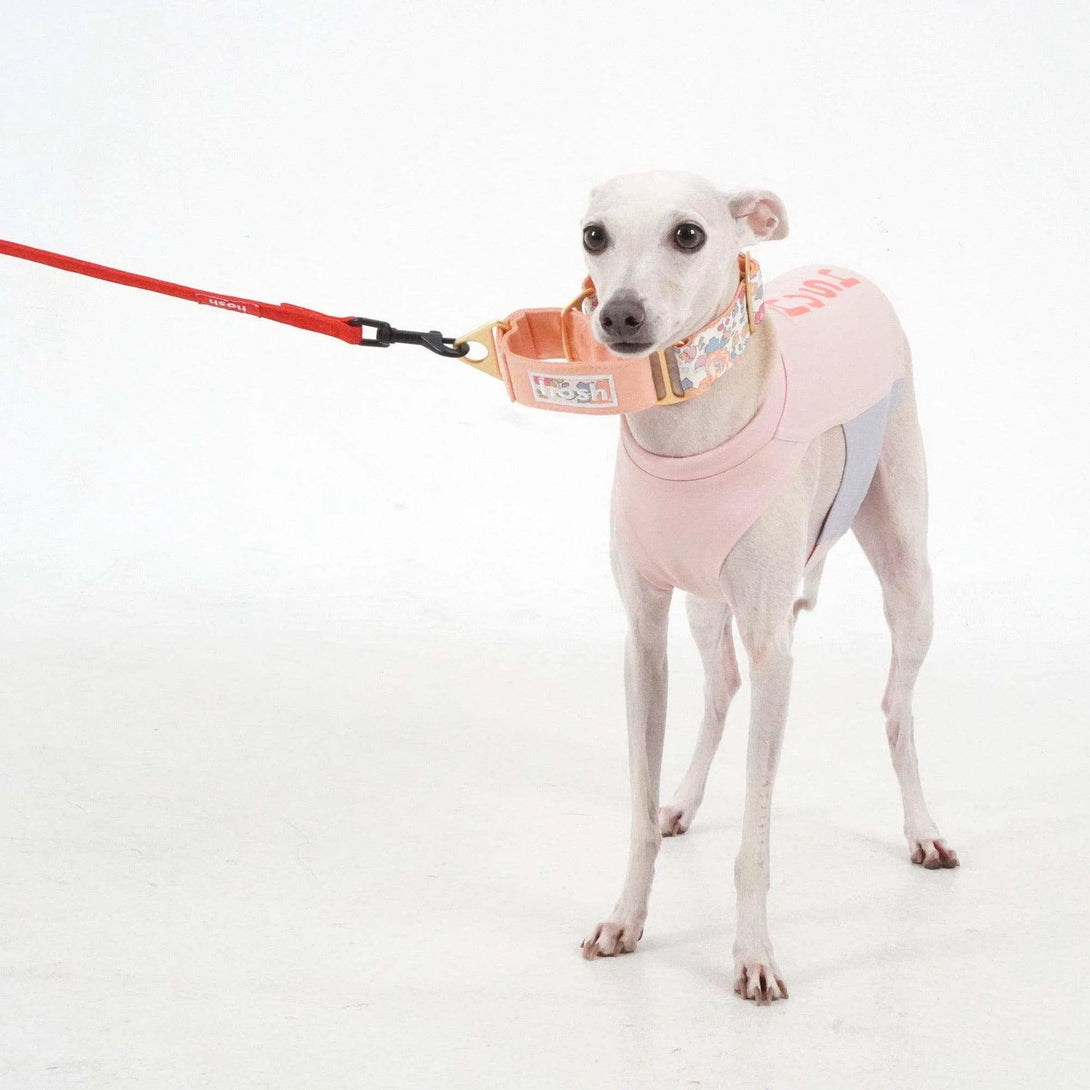 Flower Print Collar | Orange - 2&4 PETS