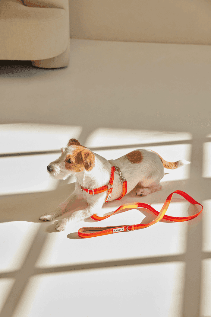 Gentle 2-Handle Dog Leash