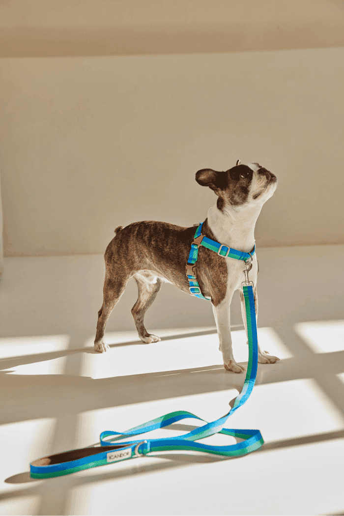 Gentle 2-Handle Dog Leash