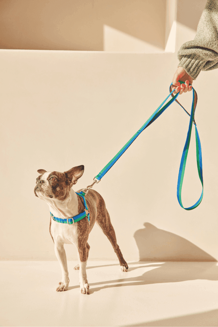 Gentle 2-Handle Dog Leash