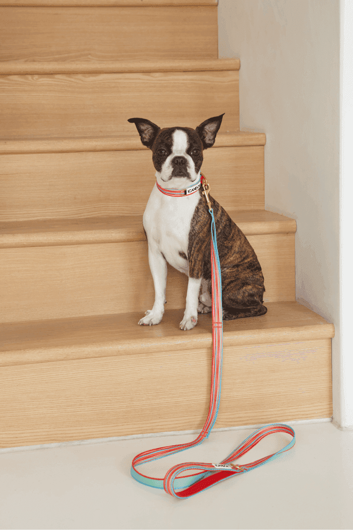 Gentle 2-Handle Dog Leash