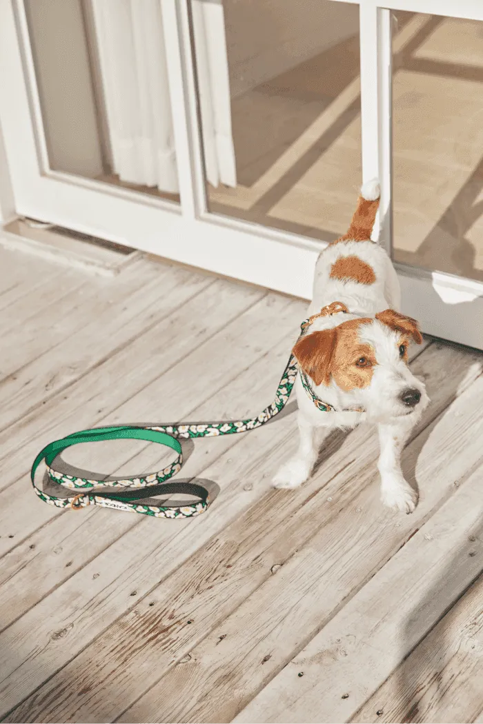 Gentle 2-Handle Dog Leash - Big Fish