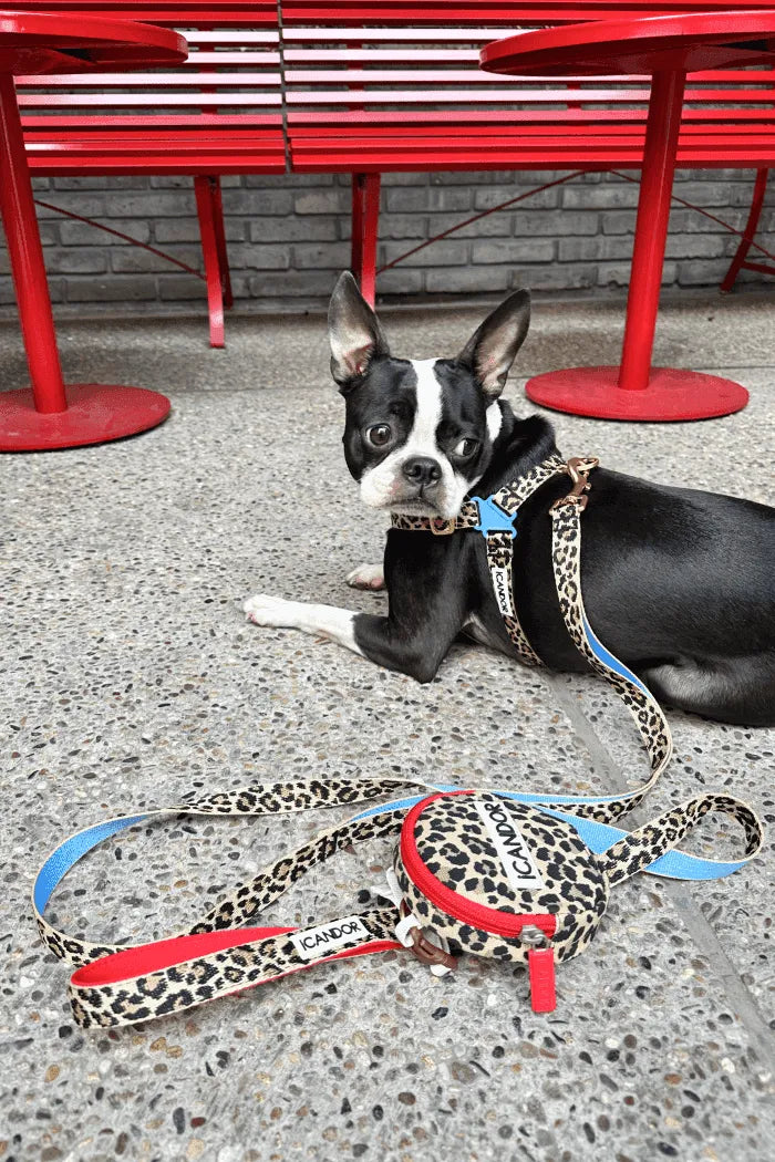 Leopard dog fashion collars and leashes