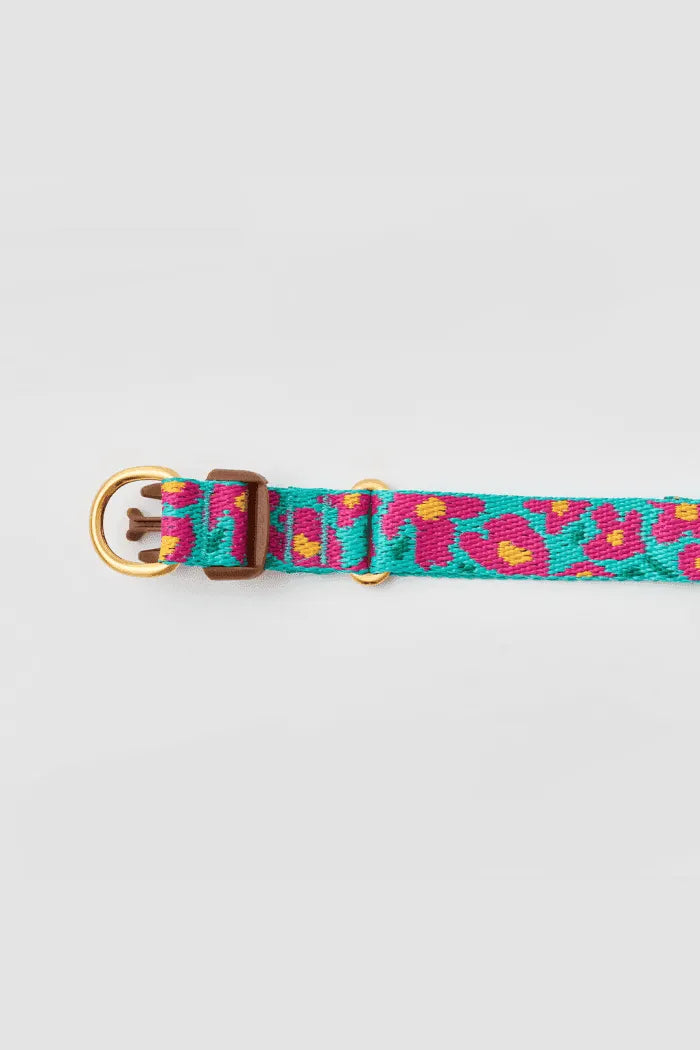 Gentle Dog Collar - Big Fish