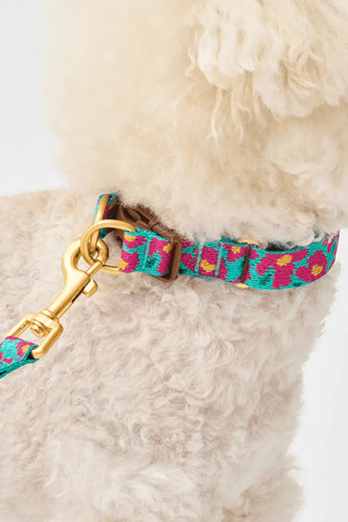 Gentle Dog Collar - Big Fish