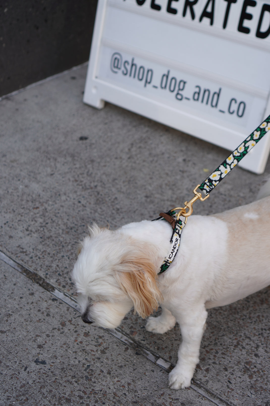 Gentle Dog Collar - Big Fish - 2&4 PETS