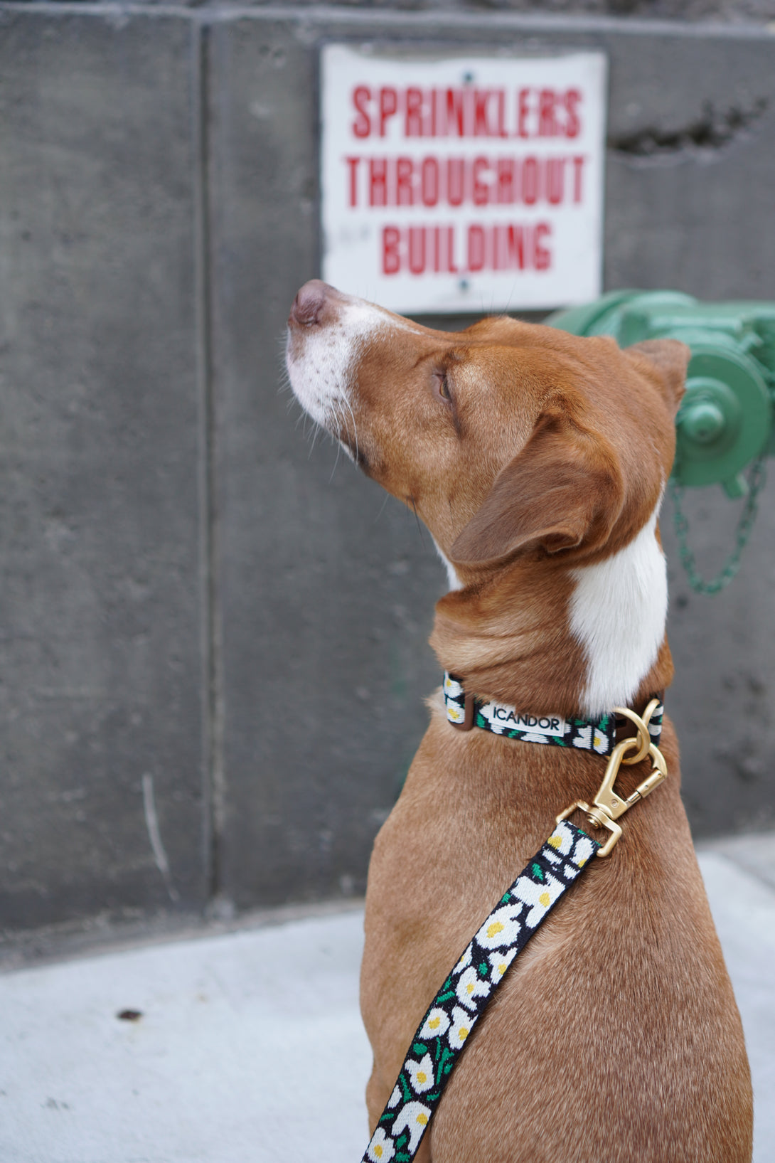 Gentle Dog Collar - Big Fish - 2&4 PETS