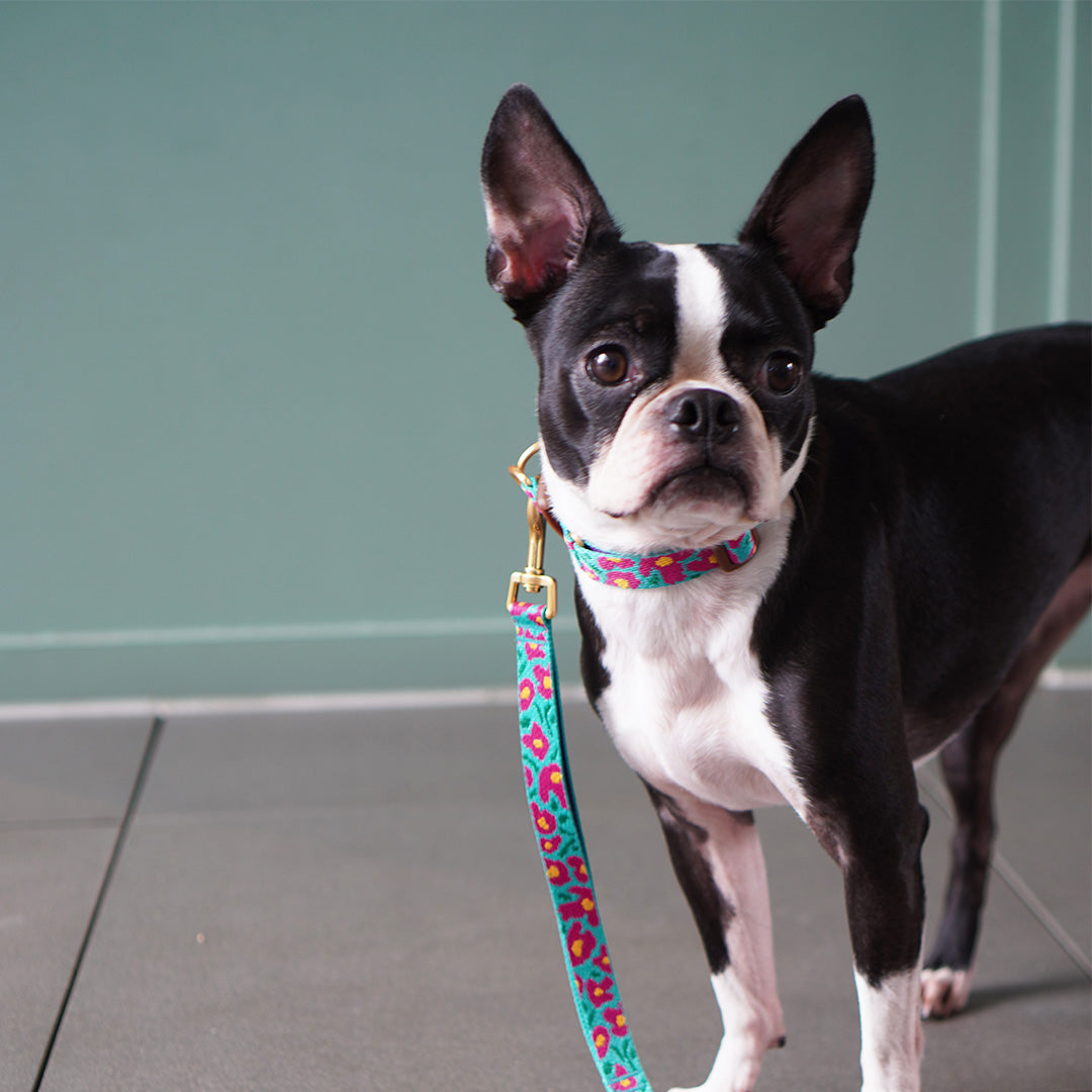 Gentle Dog Collar - Big Fish Mint - 2&4 PETS