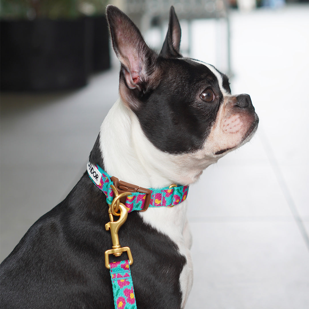 Gentle Dog Collar - Big Fish Mint - 2&4 PETS
