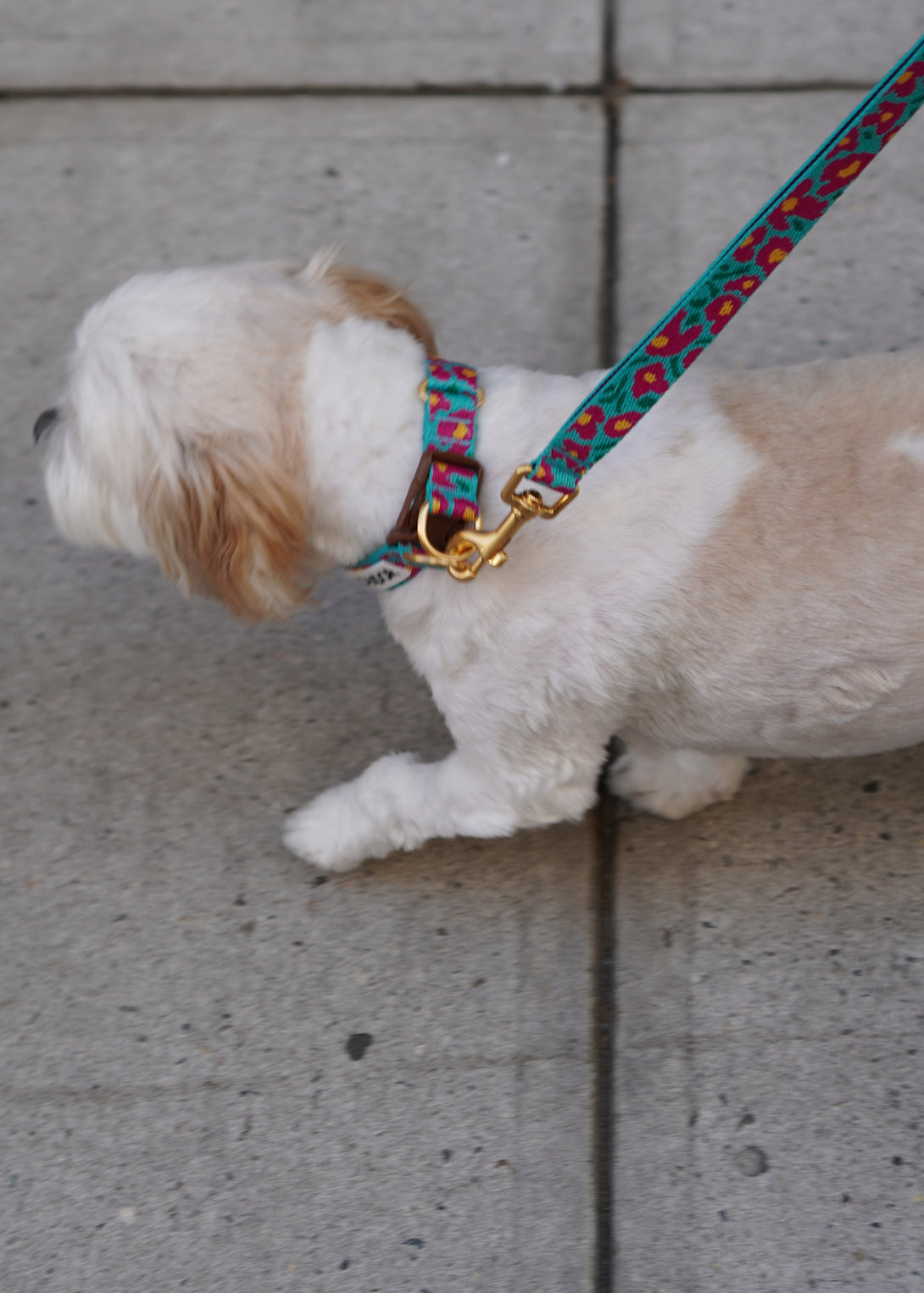 Gentle Dog Collar - Big Fish Mint - 2&4 PETS