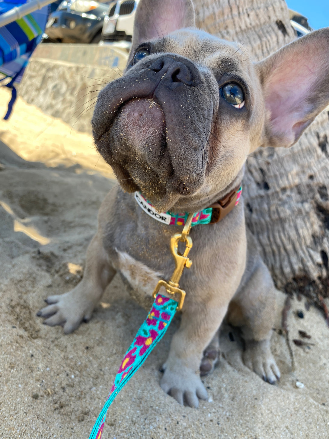 Gentle Dog Collar - Big Fish Mint - 2&4 PETS