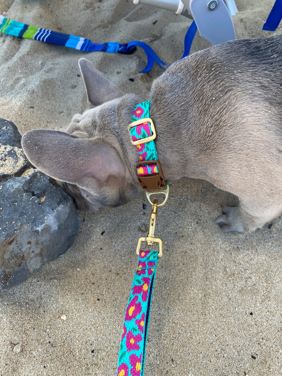 Gentle Dog Collar - Big Fish Mint - 2&4 PETS