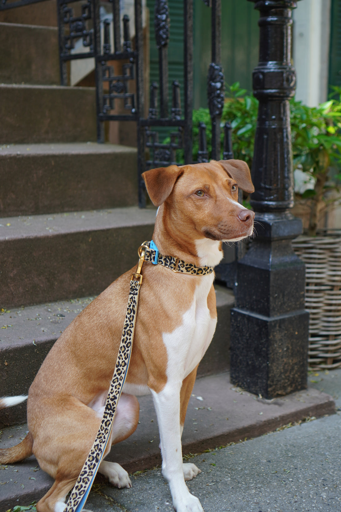 Gentle Dog Collar - Leopard - 2&4 PETS